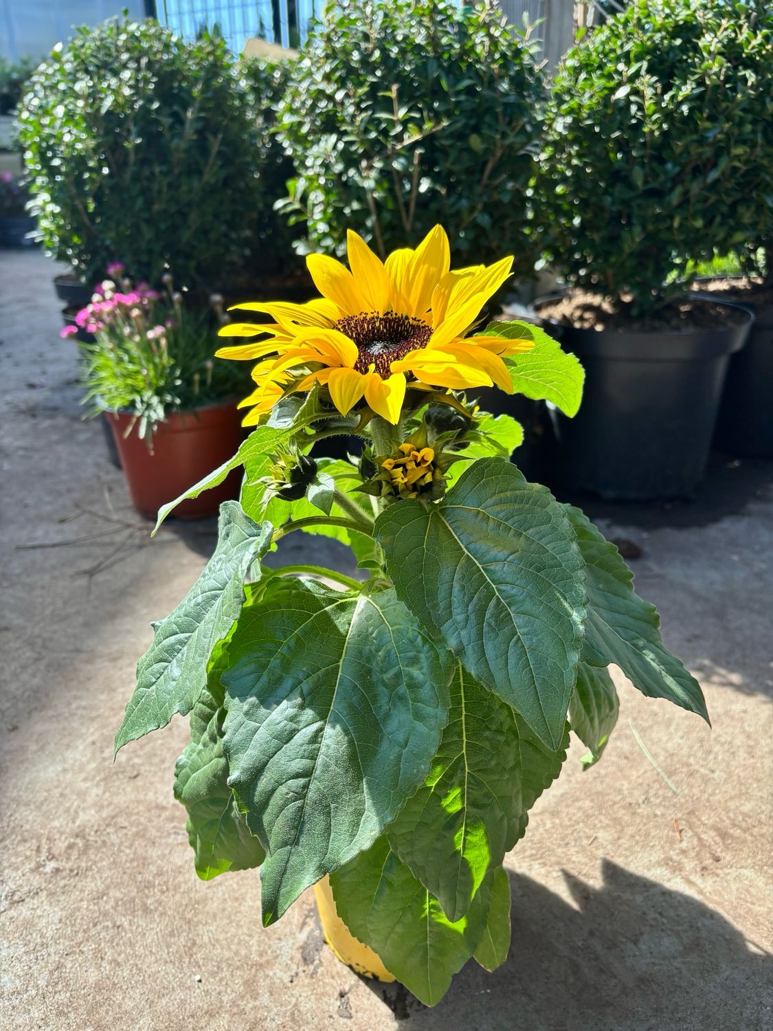 Helianthus (Zonnebloem) OP=OP