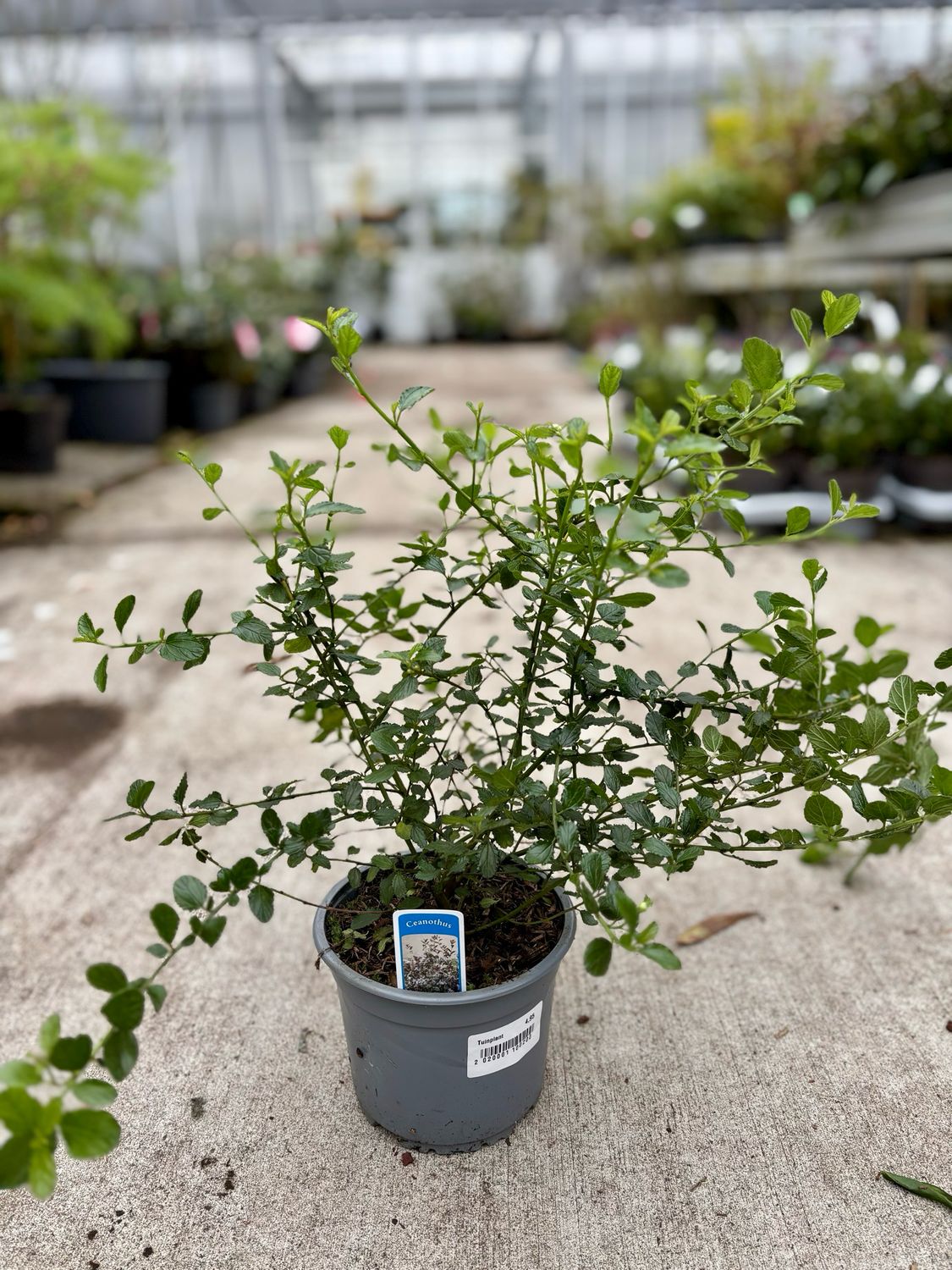 Ceanothus (Amerikaanse sering) OP=OP