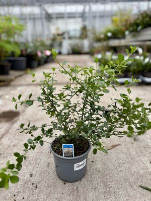 Ceanothus (Amerikaanse sering) OP=OP