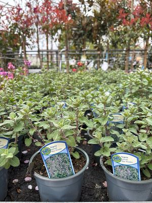 Nepeta (Kattenkruid) 3 voor €10 OP=OP