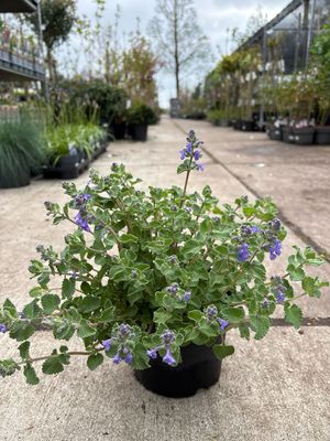 Nepeta (Kattenkruid) OP=OP