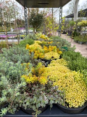 Sedum 4 voor €10 OP=OP