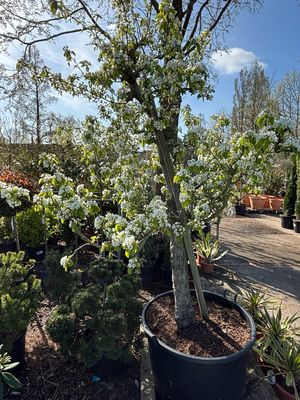 Pyrus communis 'Conference' / 'Doyennė du Comice' (oude peren boom)