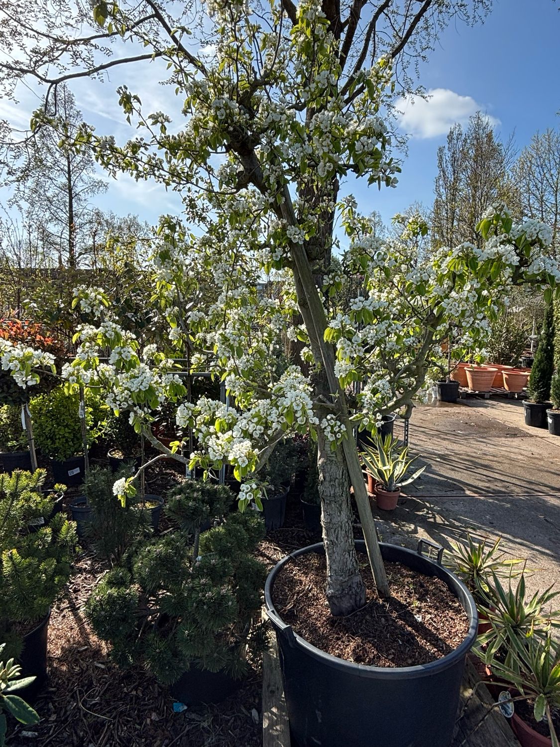 Pyrus communis 'Conference' / 'Doyennė du Comice' (oude peren boom)
