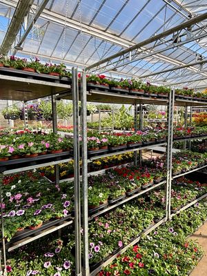 Petunia (Perkplanten) OP=OP