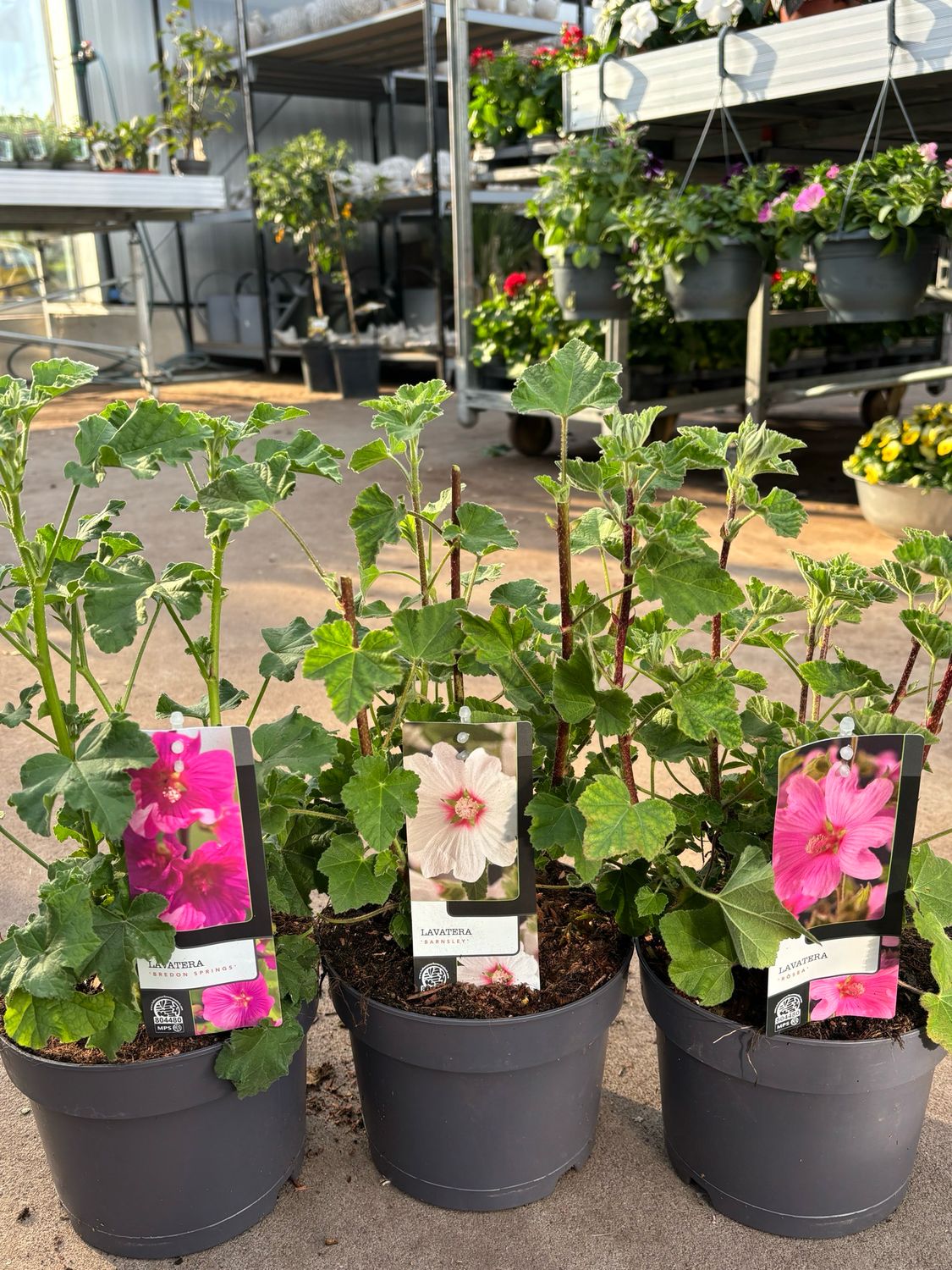 Lavatera (Struikmalva) verschillende soorten OP=OP