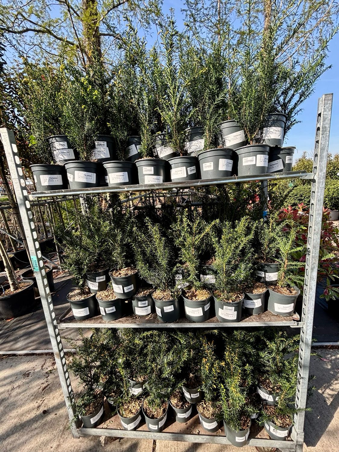 Taxus baccata (Venijnboom) OP=OP
