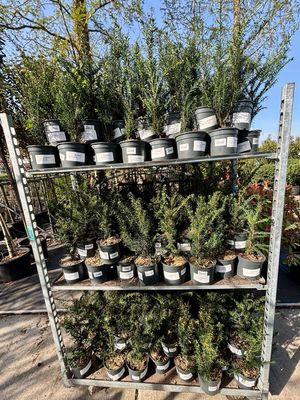 Taxus baccata (Venijnboom) OP=OP