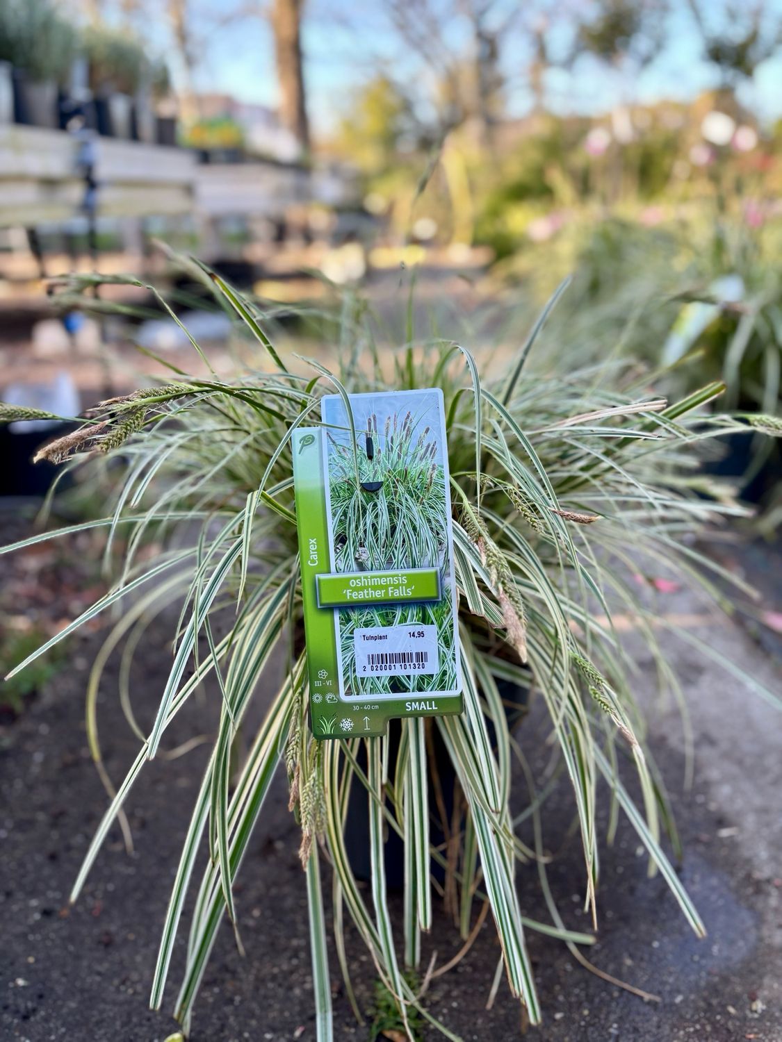 Carex ‘Feather Falls’ (Zegge) OP=OP