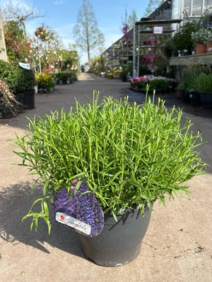 Lavandula (Lavendel) OP=OP