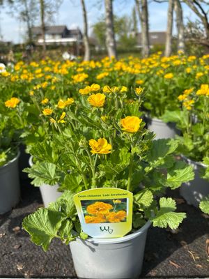 Geum coccineum 'Lady Stratheden' (Nagelkruid) 3 voor €10 OP=OP