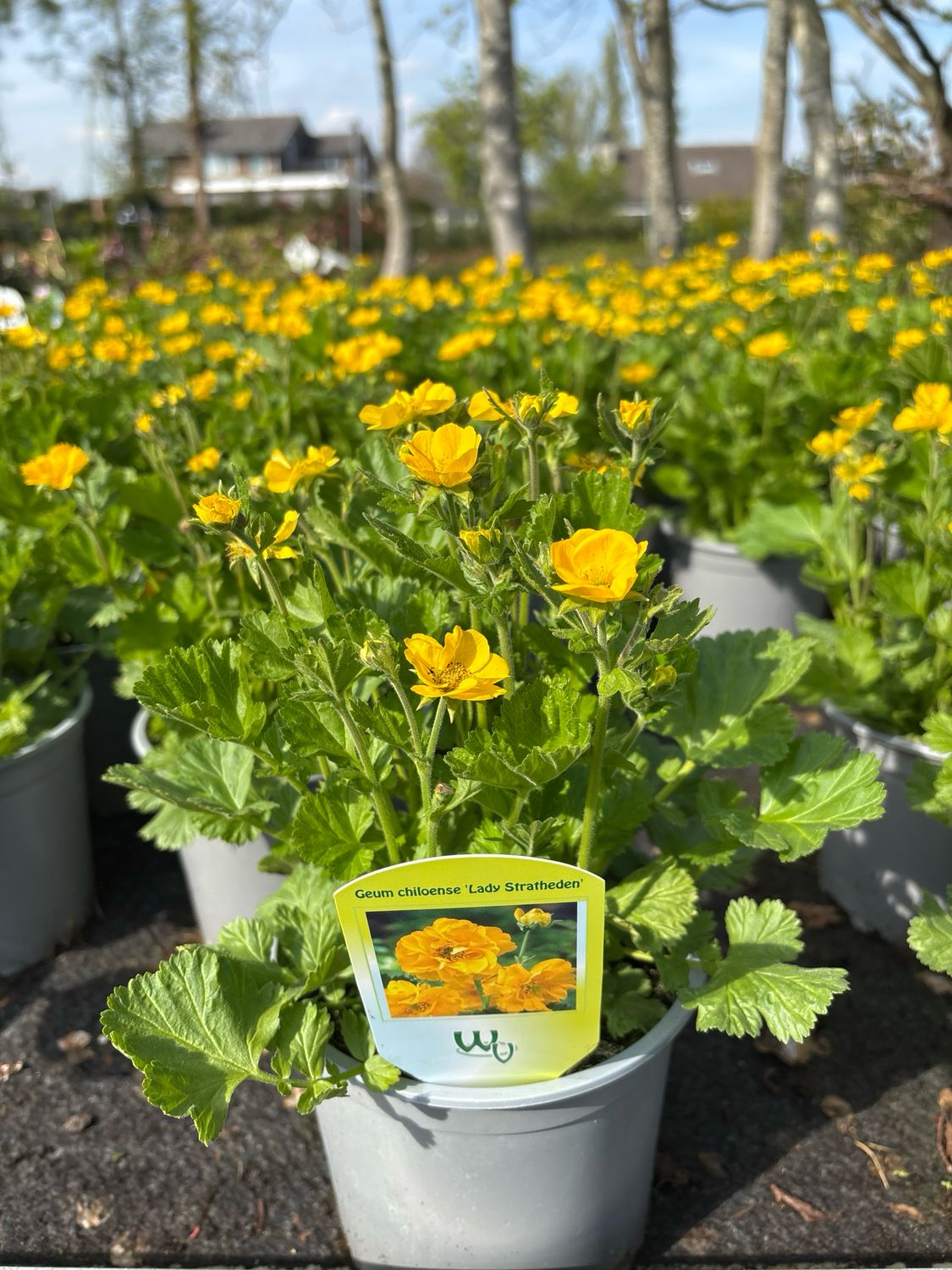 Geum coccineum 'Lady Stratheden' (Nagelkruid) 3 voor €10 OP=OP