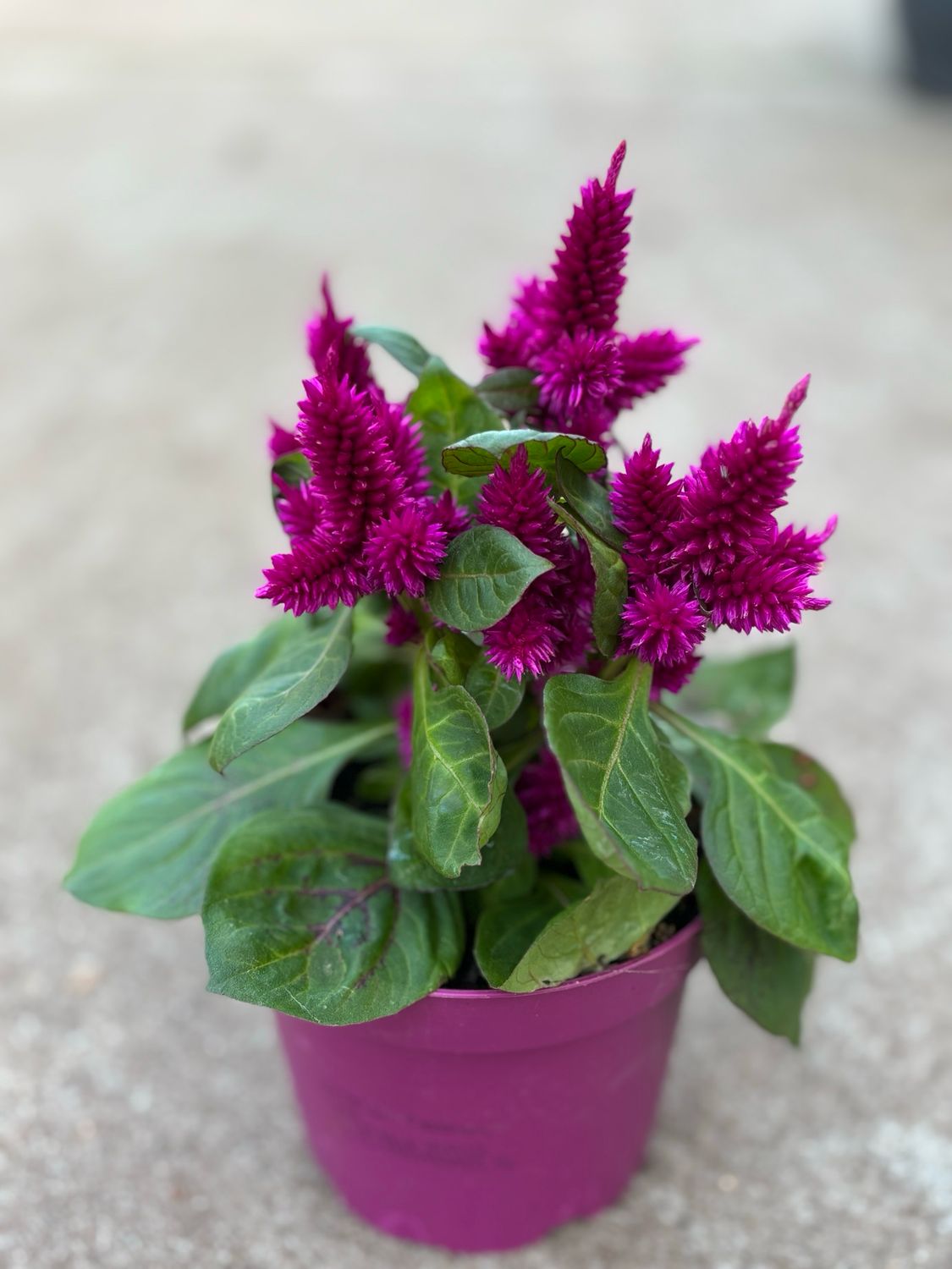 Celosia arg. SP 'Wild Pink' (Pluimhanekam) OP=OP