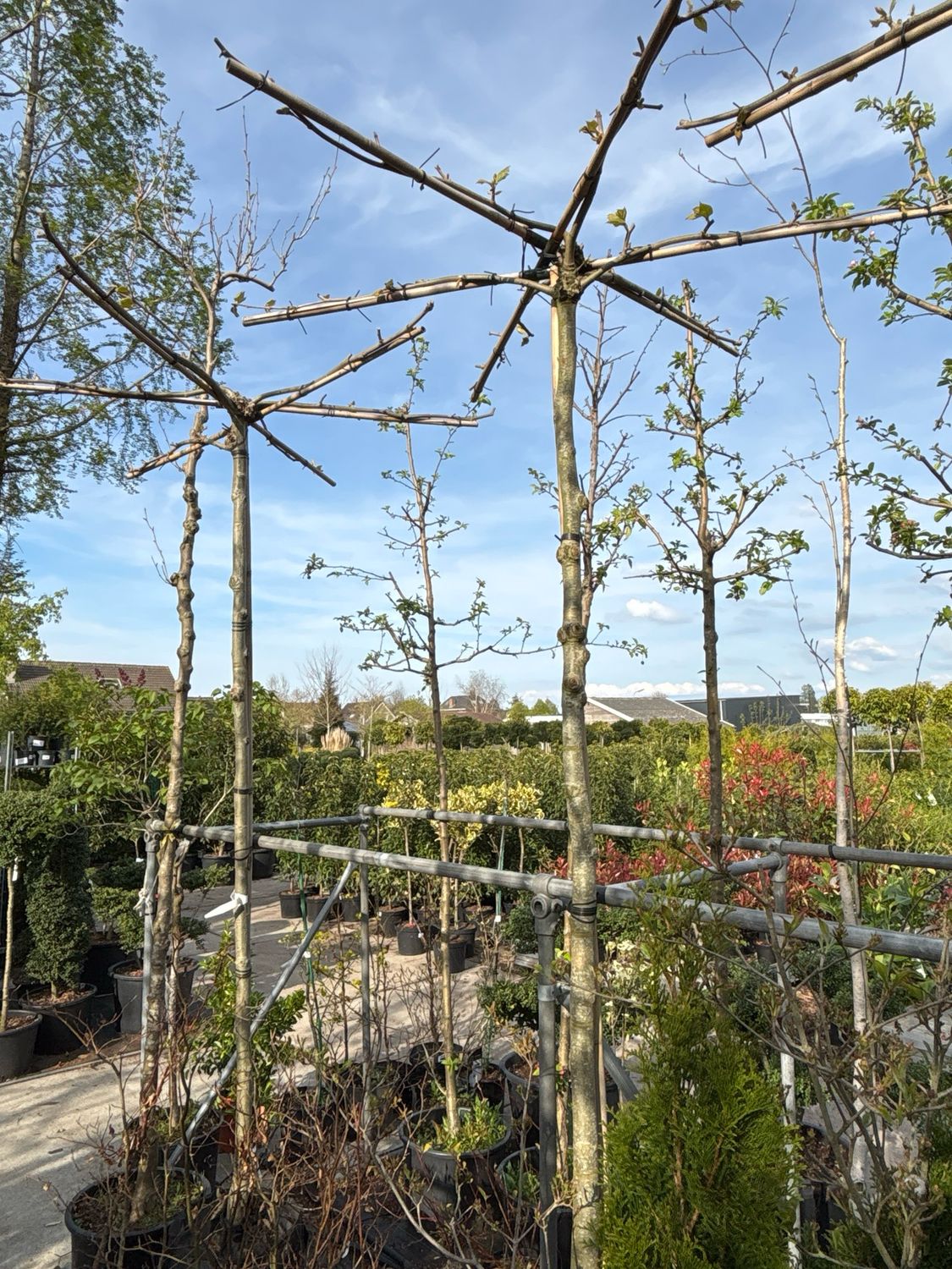 Plantanus hispanica (Dakplataan)