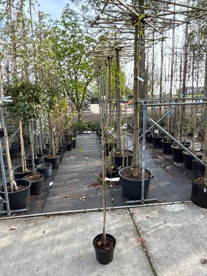 Betula Pendula ( Berk)