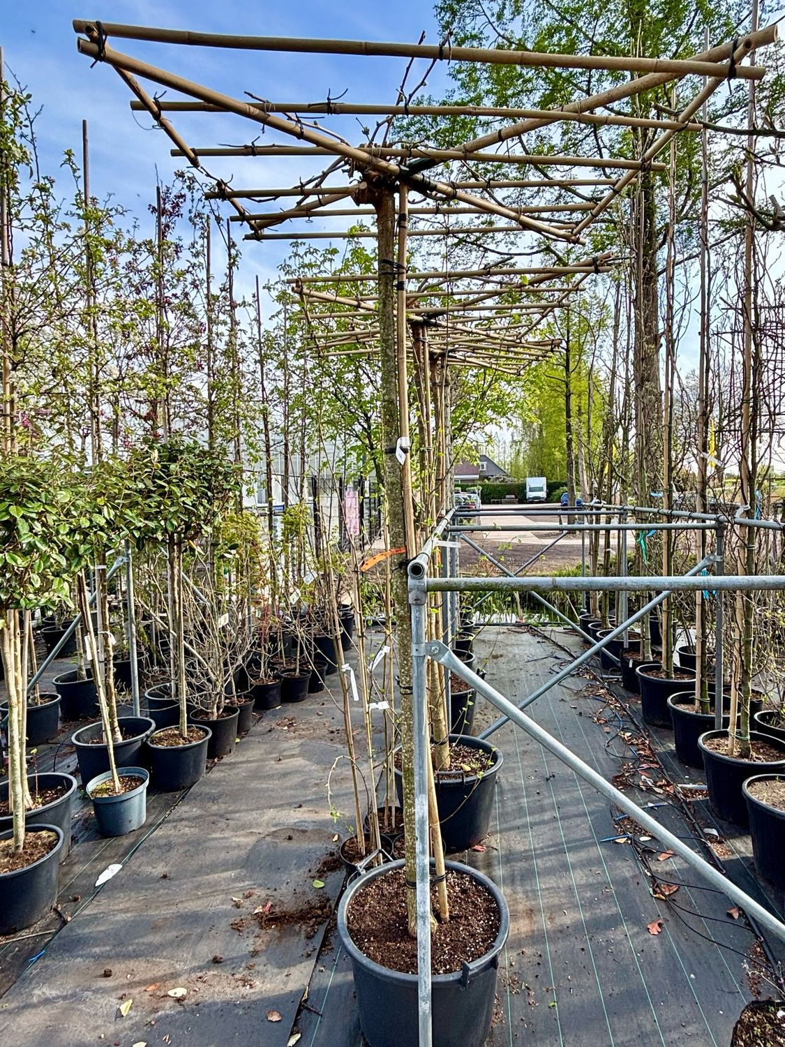Morus Alba Fruitless(dak Moerbei)