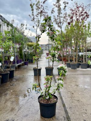 Malus (Sierappel) zeil vorm OP=OP