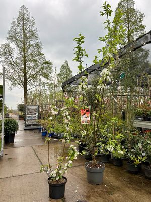 Malus (Sierappel) zeil vorm OP=OP