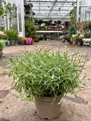 Lavandula (Lavendel) OP=OP