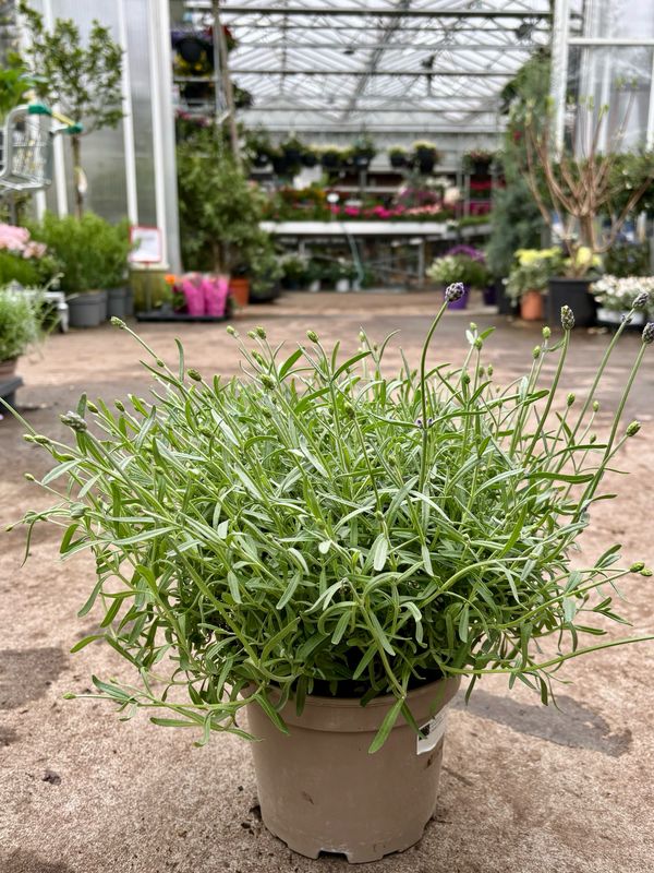 Lavandula (Lavendel) OP=OP