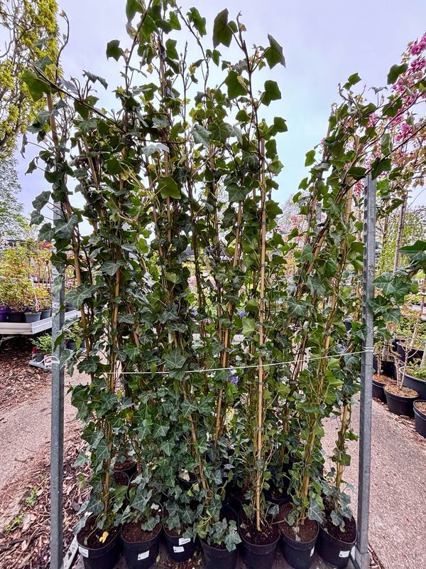 Hedera (Klimop) OP=OP Hedera (Klimop) OP=OP