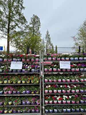 Perkplanten Festival Colours (Max 10 per klant) OP=OP