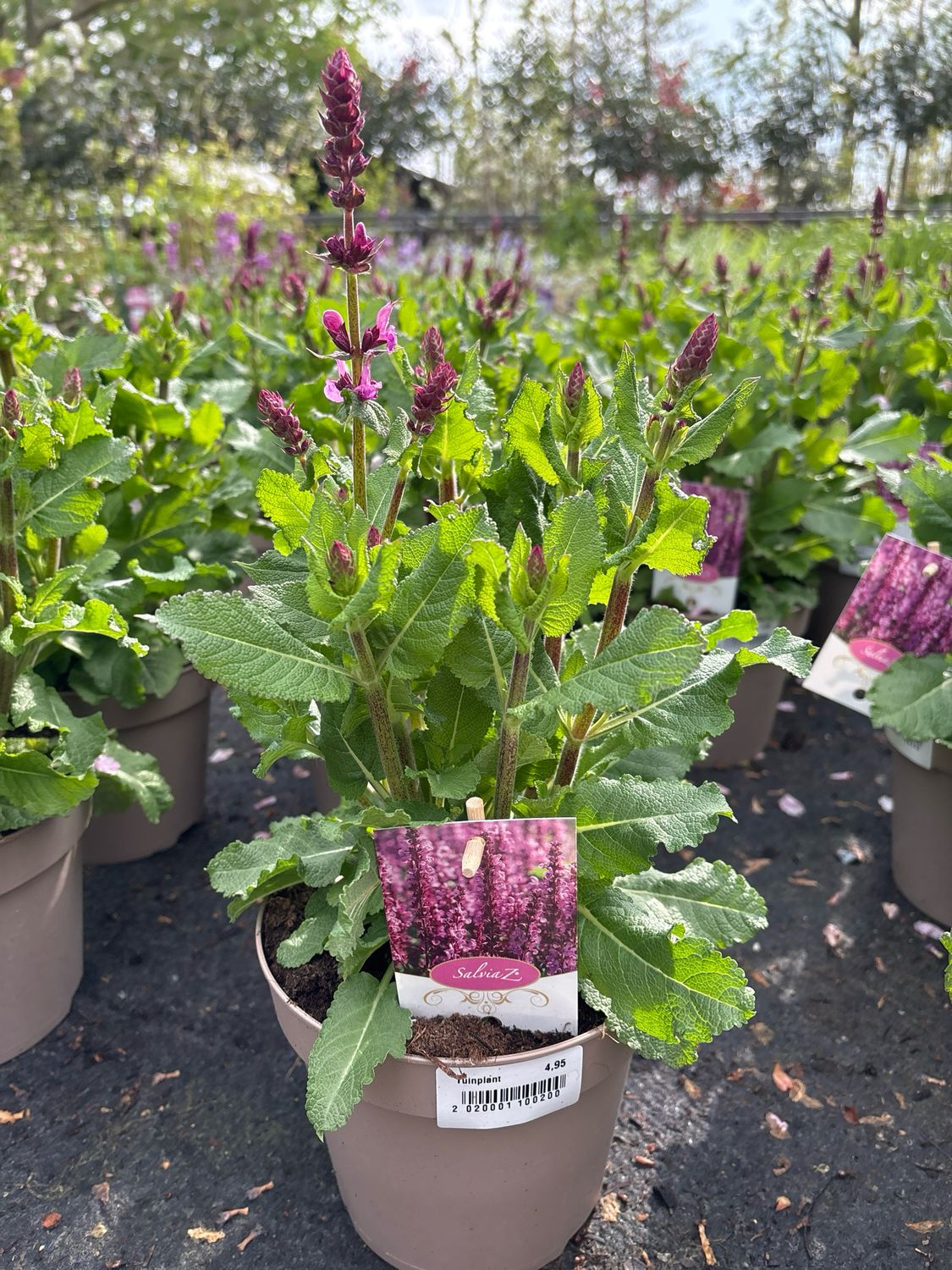Salvia roze (Salie) OP=OP