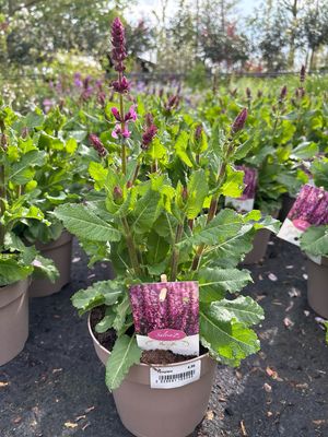 Salvia roze (Salie) OP=OP