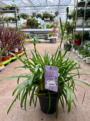 Agapanthus by Nolina (Afrikaanse Lelie blauw)  OP=OP