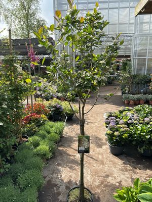 Aronia prunifolia 'Aron' (appelbes op stam) Vanaf €49,95 OP=OP