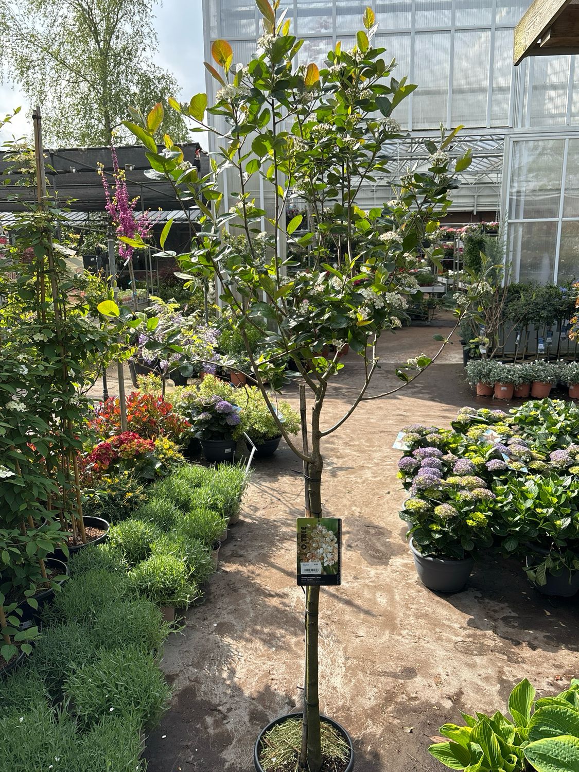 Aronia prunifolia 'Aron' (appelbes op stam) Vanaf €49,95 OP=OP