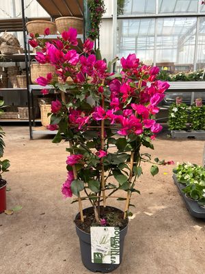 Bougainvillea (Bougainville) OP=OP