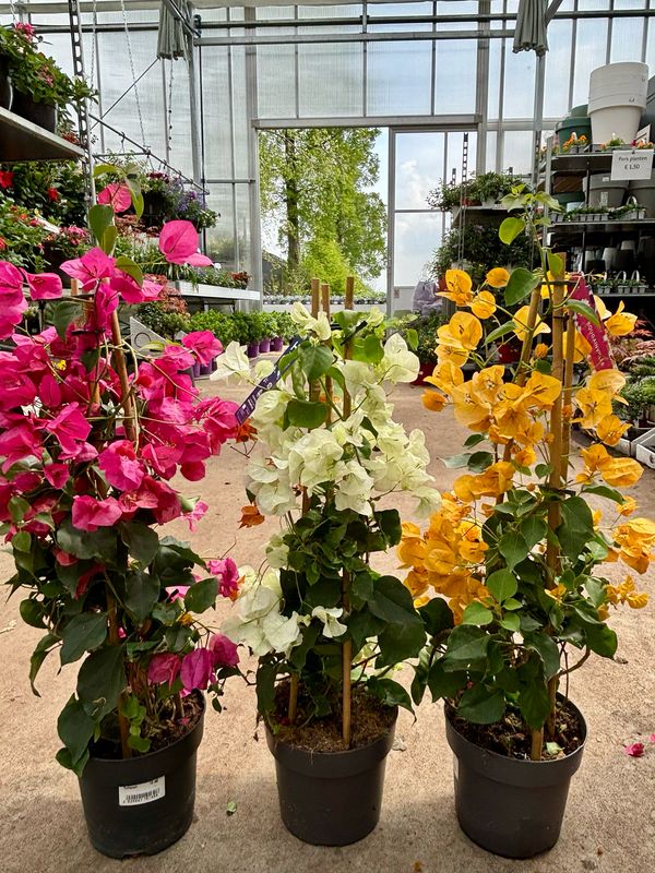 Bougainvillea (Bougainville) OP=OP