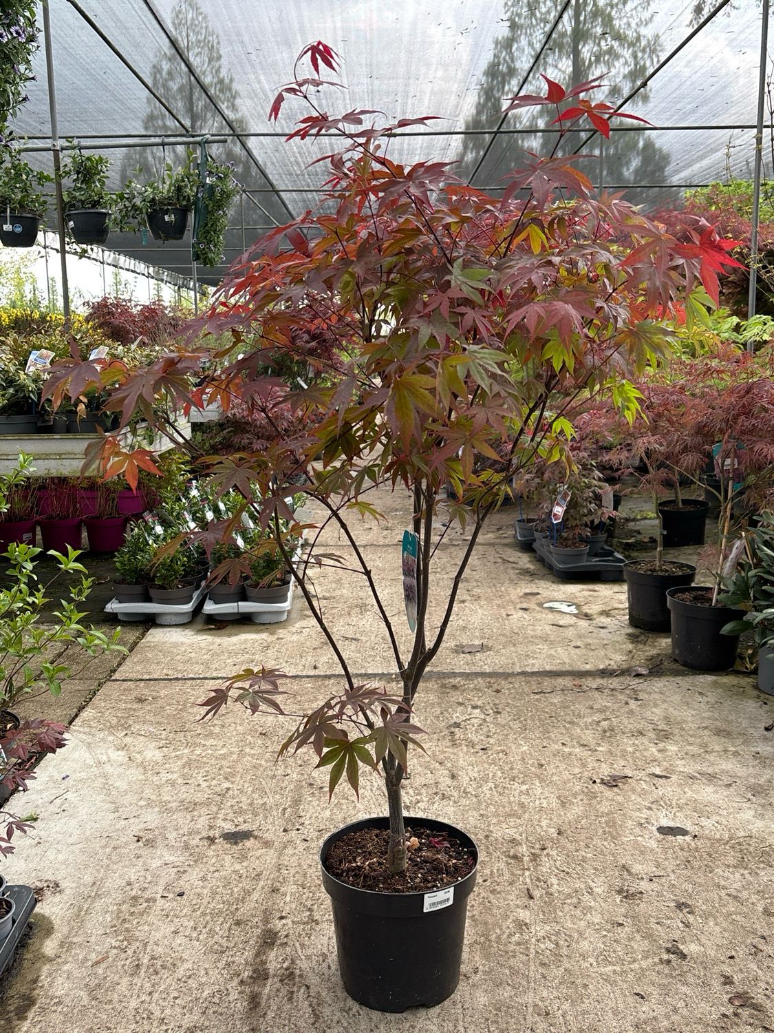 Acer Palmatum 'Bloodgood' (Japanse Esdoorn) OP=OP