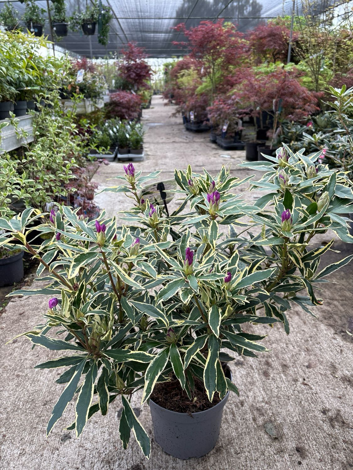 Rhododendron 'Variegatum ( Bonte Rododendron paars) OP=OP