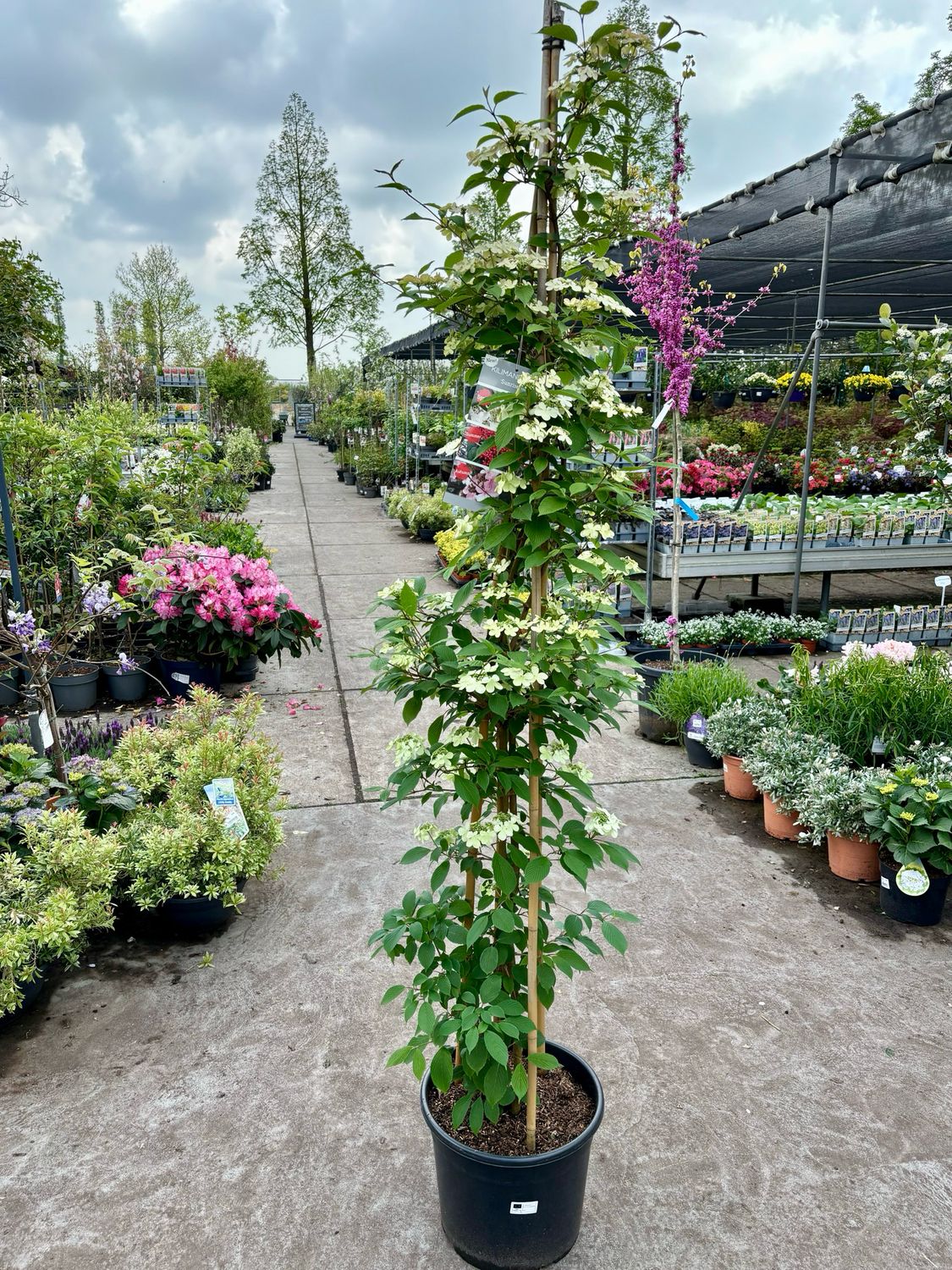 Viburnum plicatum 'Kilimandjaro Sunrise' - (Japanse sneeuwbal) OP=OP