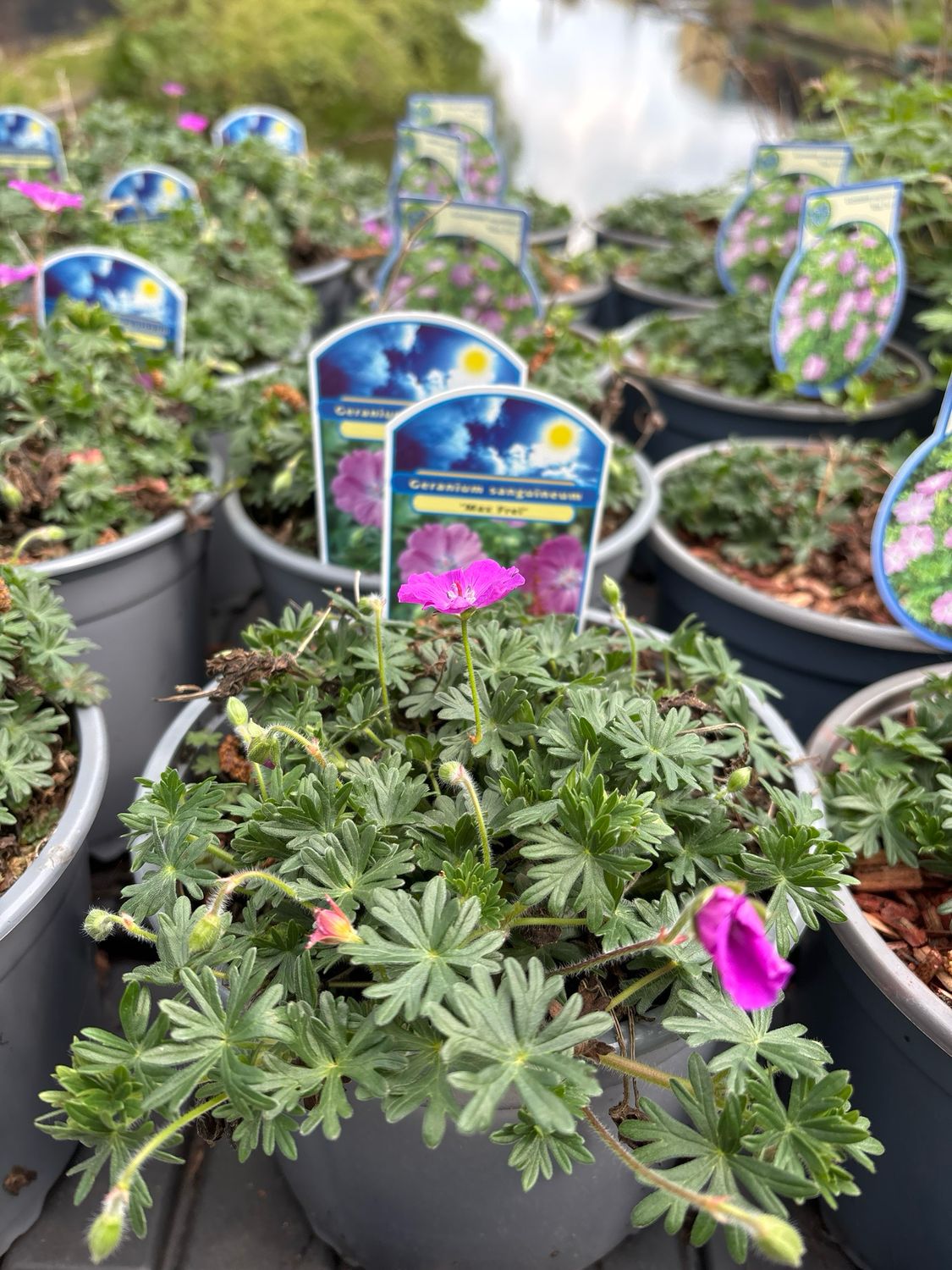Geranium ‘Max Frei’ (Ooievaarsbek) OP=OP
