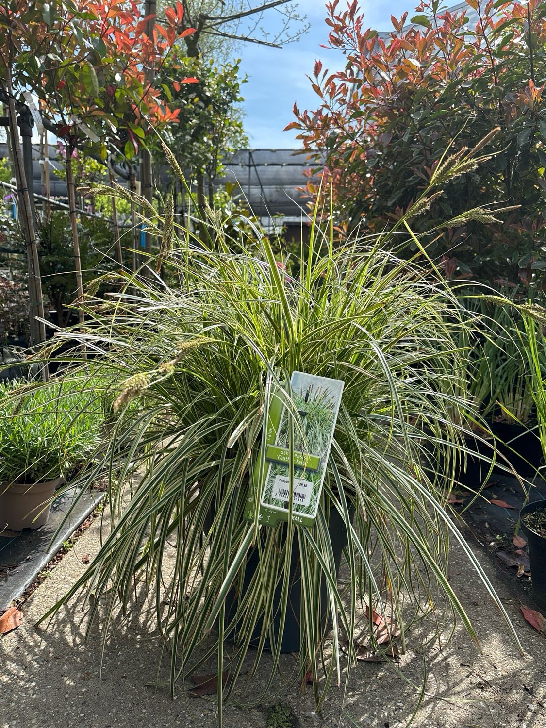 Carex ‘Feather Falls’ (Zegge) OP=OP