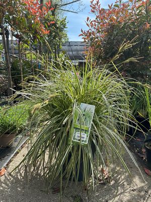 Carex ‘Feather Falls’ (Zegge) OP=OP