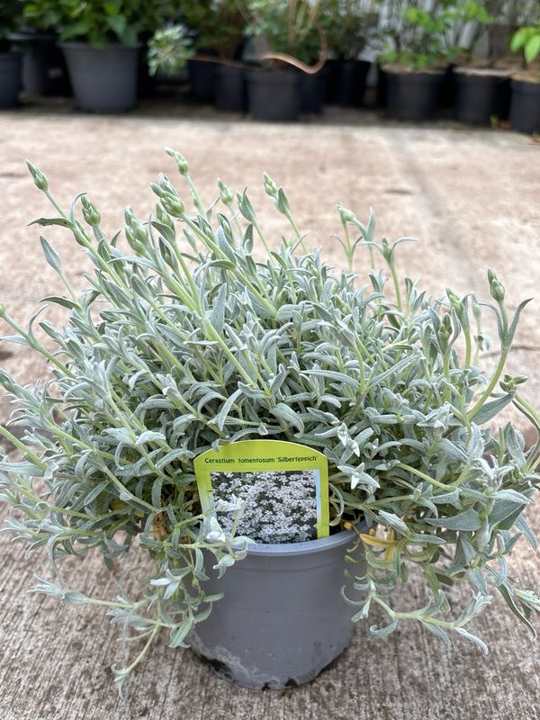 Cerastium tomentosum 'Silberteppich (Hoornbloem) 3 voor €10 OP=OP