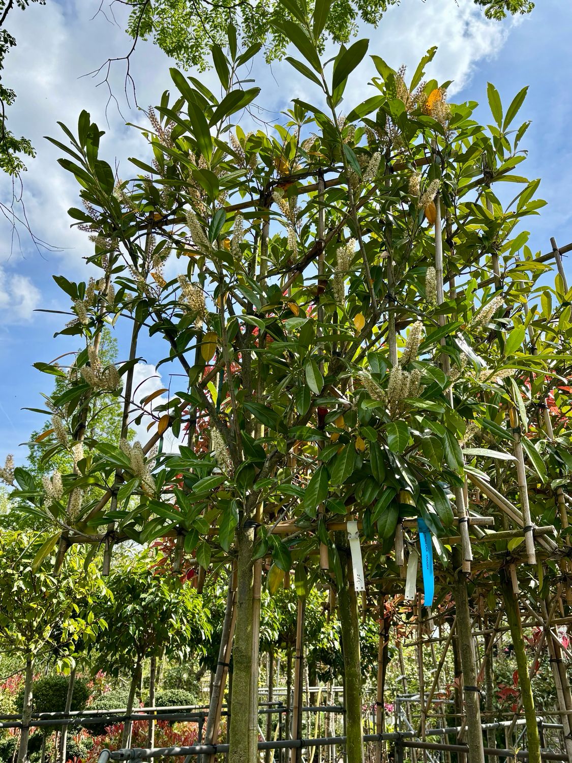 Prunus Caucasica (Laurierkers) Leiboom