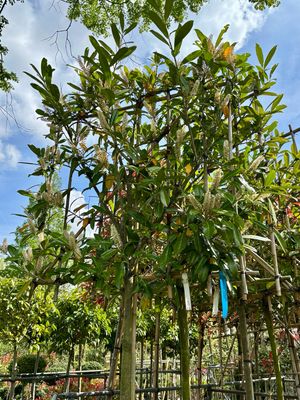 Prunus Caucasica (Laurierkers) Leiboom