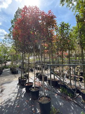 Photinia fraseri Red Robin (Glansmispel)