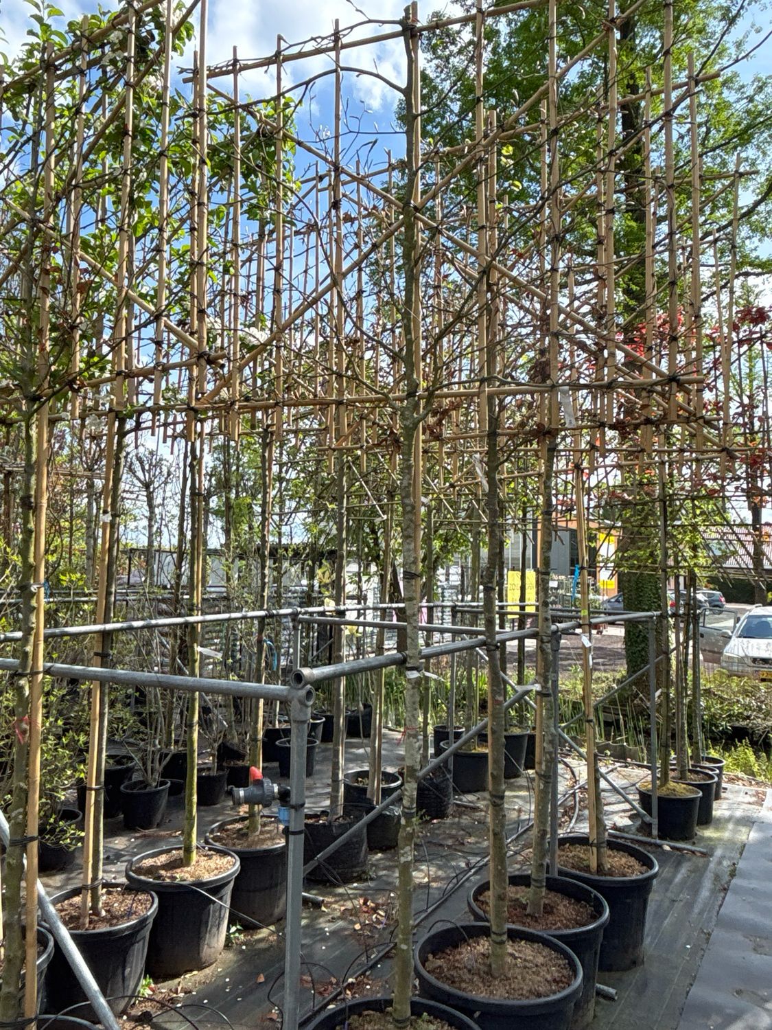 Fagus Sylvatica (beuk) Leiboom