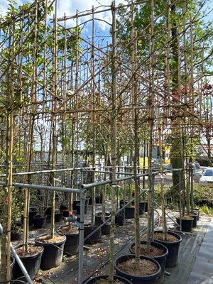 Fagus Sylvatica (beuk) Leiboom