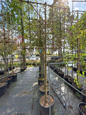 Carpinus Betulus (Groen beuk) Leiboom