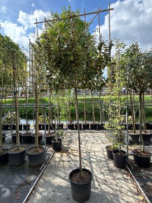 Elaeagnus ‘Compacta’  (Olijfwilg) leiboom
