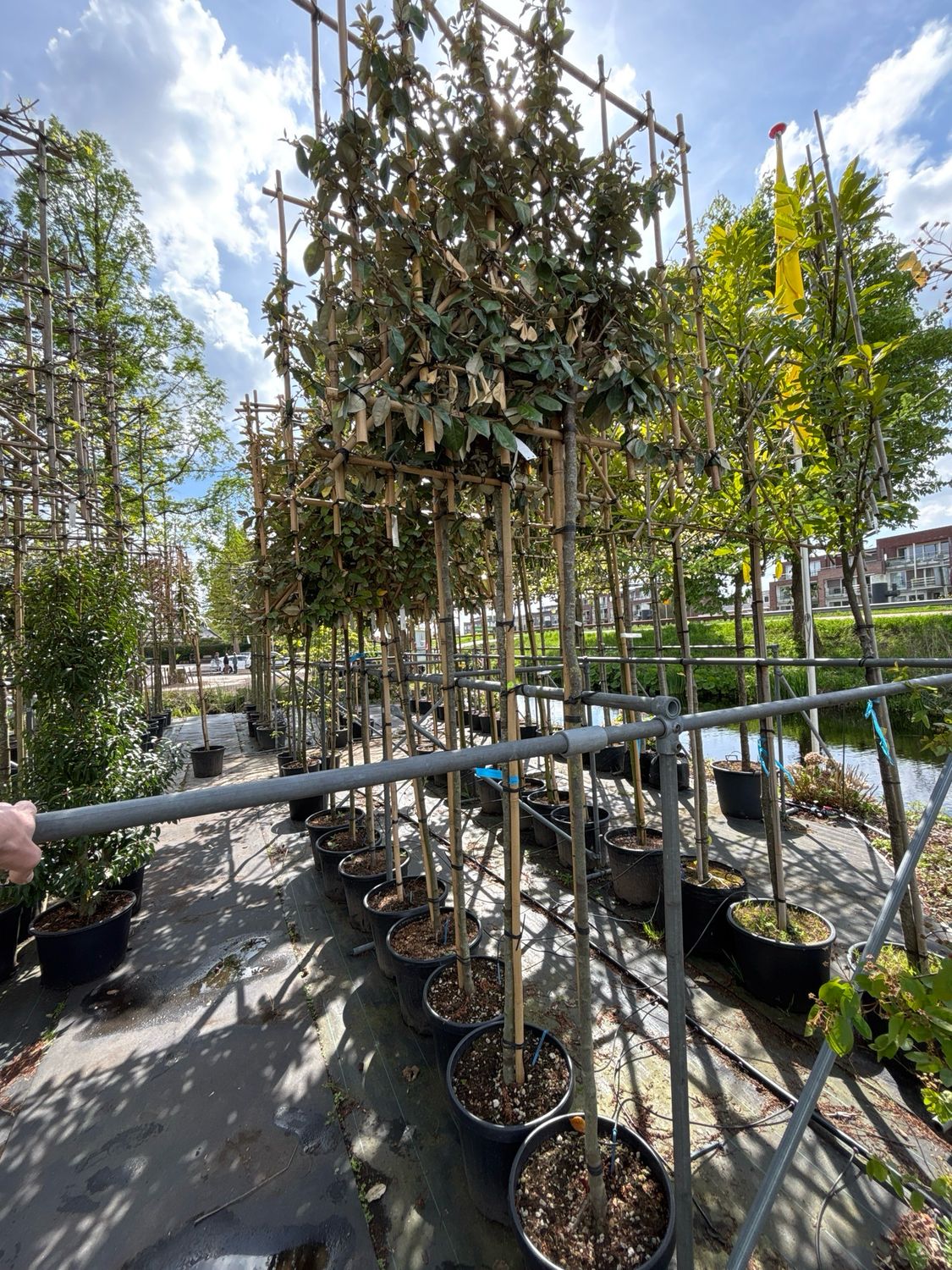 Elaeagnus ‘Compacta’  (Olijfwilg) leiboom