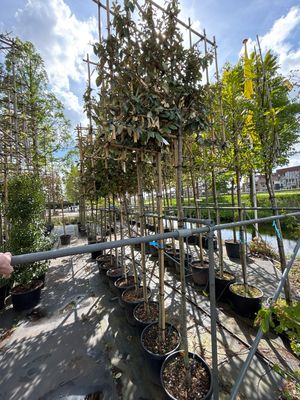 Elaeagnus ‘Compacta’  (Olijfwilg) leiboom
