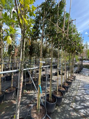 Prunus lusitanica 'Angustifolia' (Portugese lourier) Leiboom